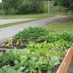 Garden Boxes